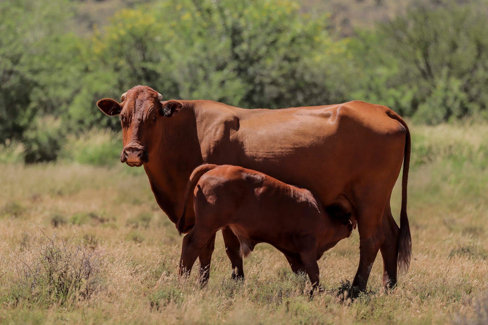 'n Boran-koei en haar kalf wat in die veld staan