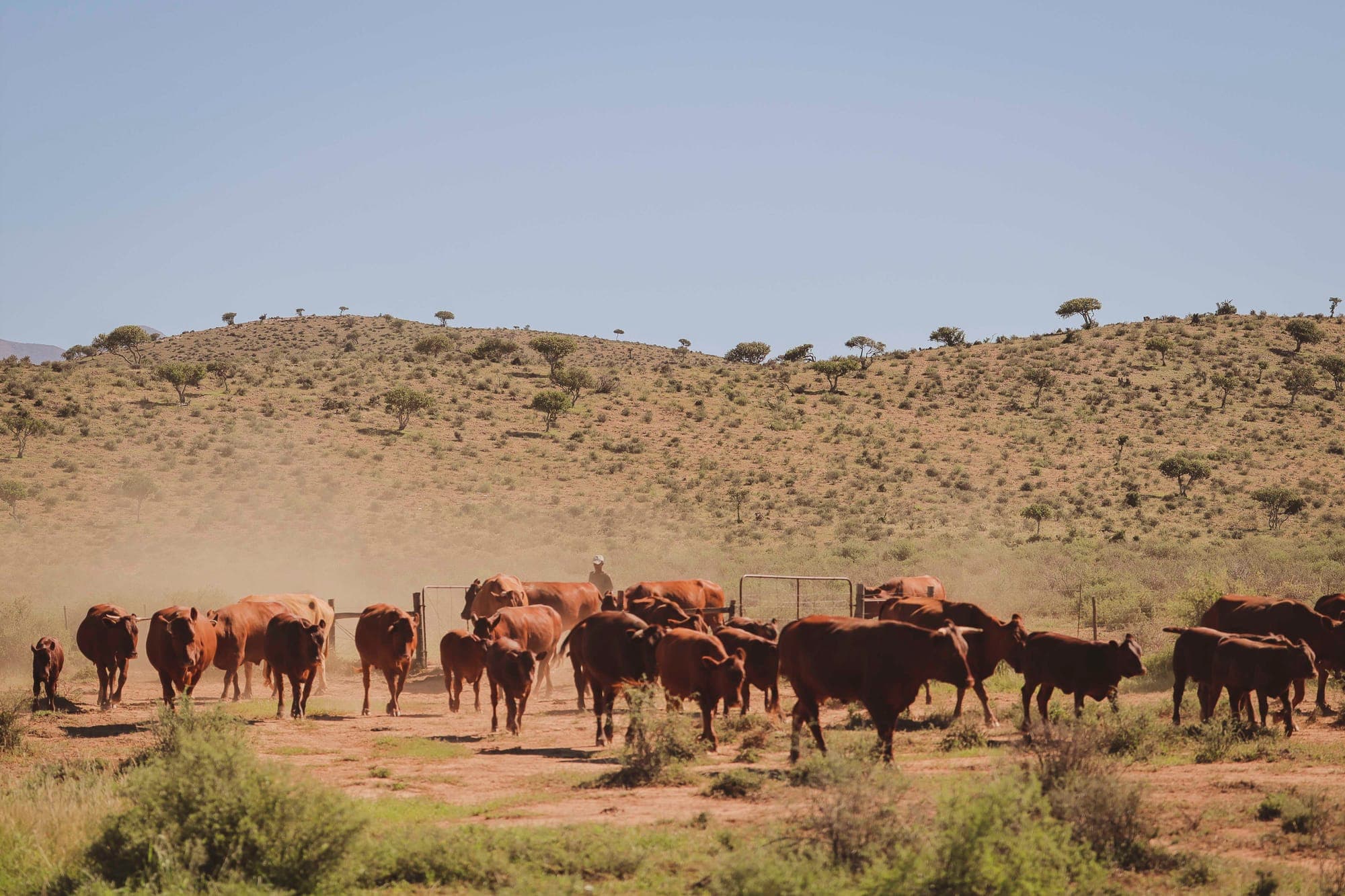 Beeste wat oor Karooveld beweeg onder 'n oop hemel