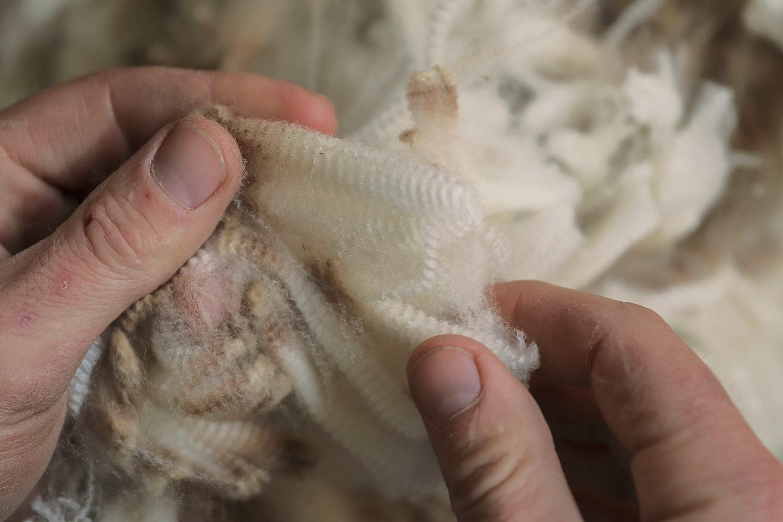 Hands holding a staple of freshly shorn mohair